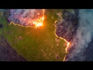 Embedded thumbnail for The Tragedy Of Deforestation | Climate Change: The Facts | BBC Earth