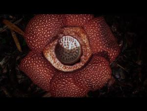 Embedded thumbnail for Corpse Flower Stinks of Death I The Green Planet I BBC Earth