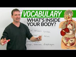 Embedded thumbnail for Learn English Vocabulary: Your Body &amp; Organs