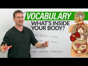 Embedded thumbnail for Learn English Vocabulary: Your Body & Organs