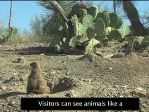 Embedded thumbnail for Desert Museum in Arizona Exhibits Native Plants and Animals