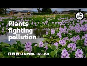 Embedded thumbnail for Plants fighting pollution